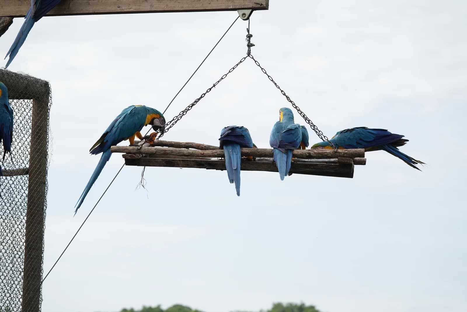 Cuatro guacamayos azulamarillos descansando en un perchero suspendido en lo alto del cielo del santuario