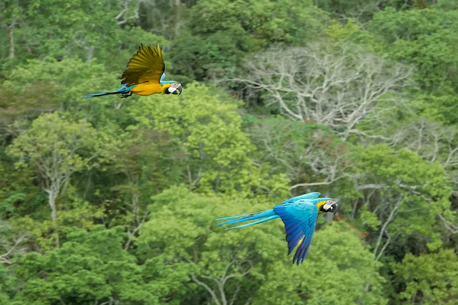 Dos guacamayos azulamarillos en pleno vuelo sobre el dosel del bosque seco tropical — el momento que justifica el trabajo del santuario
