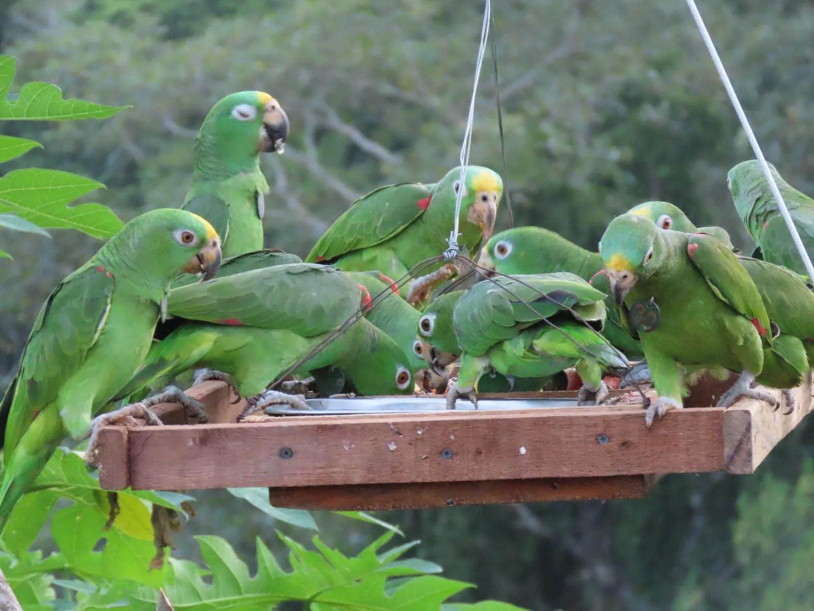 Bandada de loros frente amarilla alimentándose en un comedero colgante al atardecer