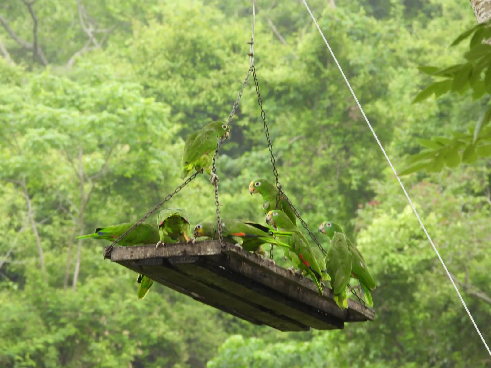 Periquitos verdes acercándose a un comedero rectangular suspendido por cuerdas en medio del bosque seco tropical