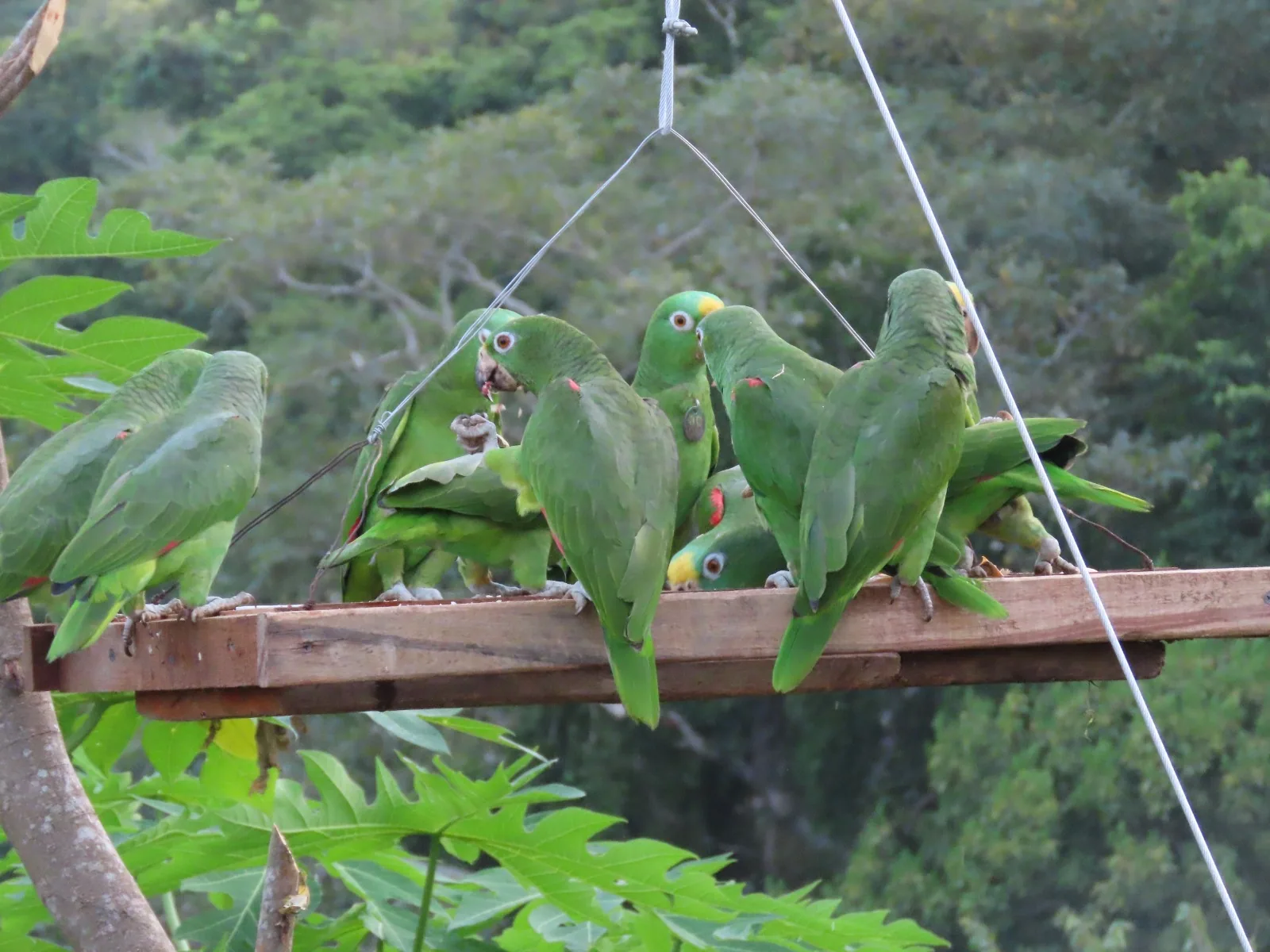 Bandada de loros frente amarilla en un comedero colgante