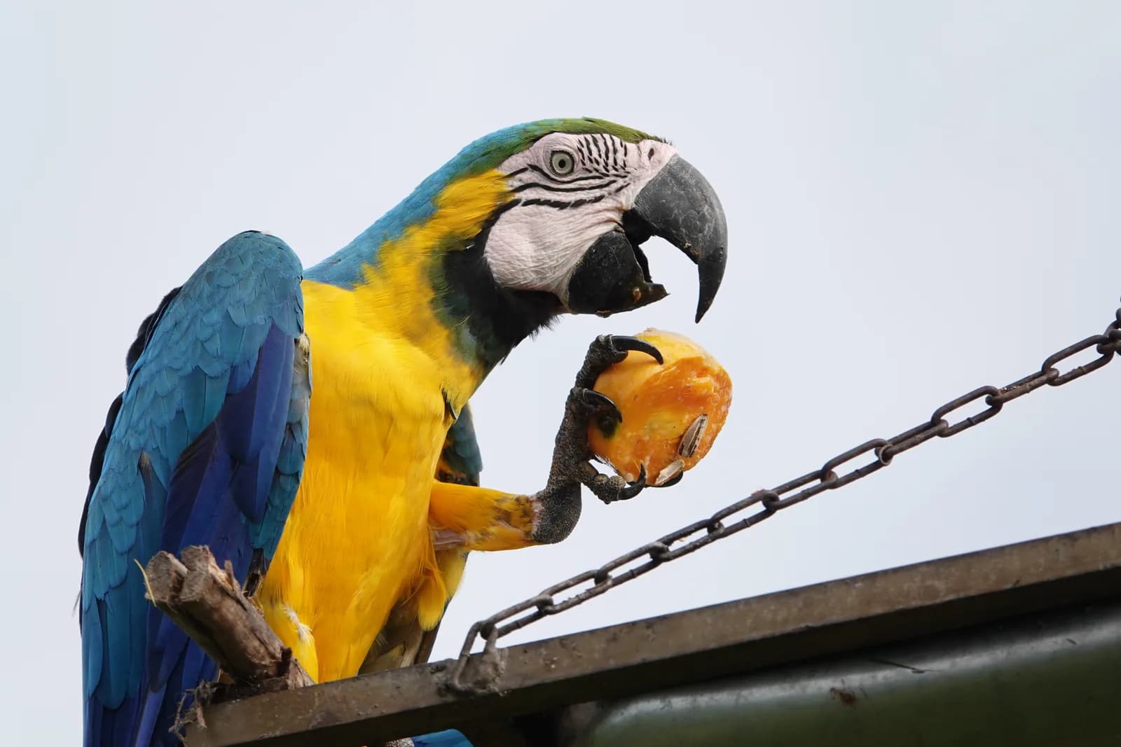 Primer plano de un guacamayo azulamarillo sosteniendo una papaya con su garra y abriéndola con el pico desde un comedero suspendido por cadena