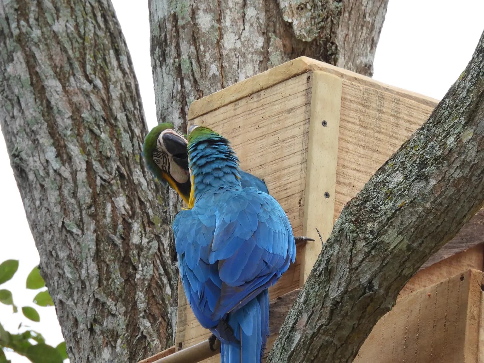 Pareja de guacamayas azules y amarillas posadas sobre un nido artificial en el bosque