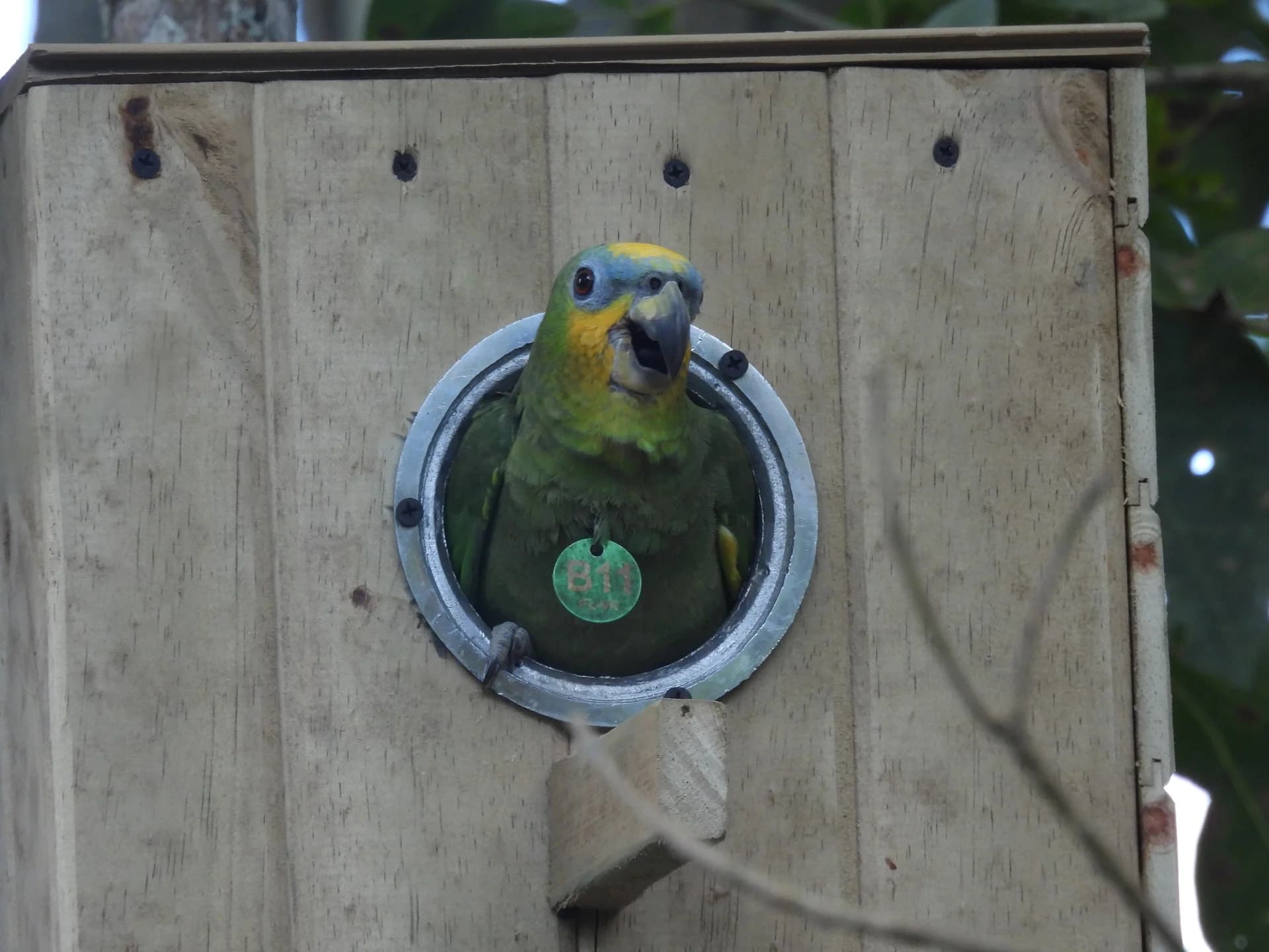 Loro real asomando la cabeza desde la entrada de su nido artificial — caja B11