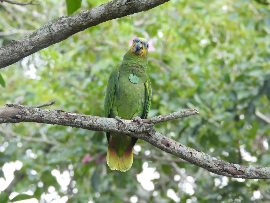 Released and tagged parrot perched in the forest