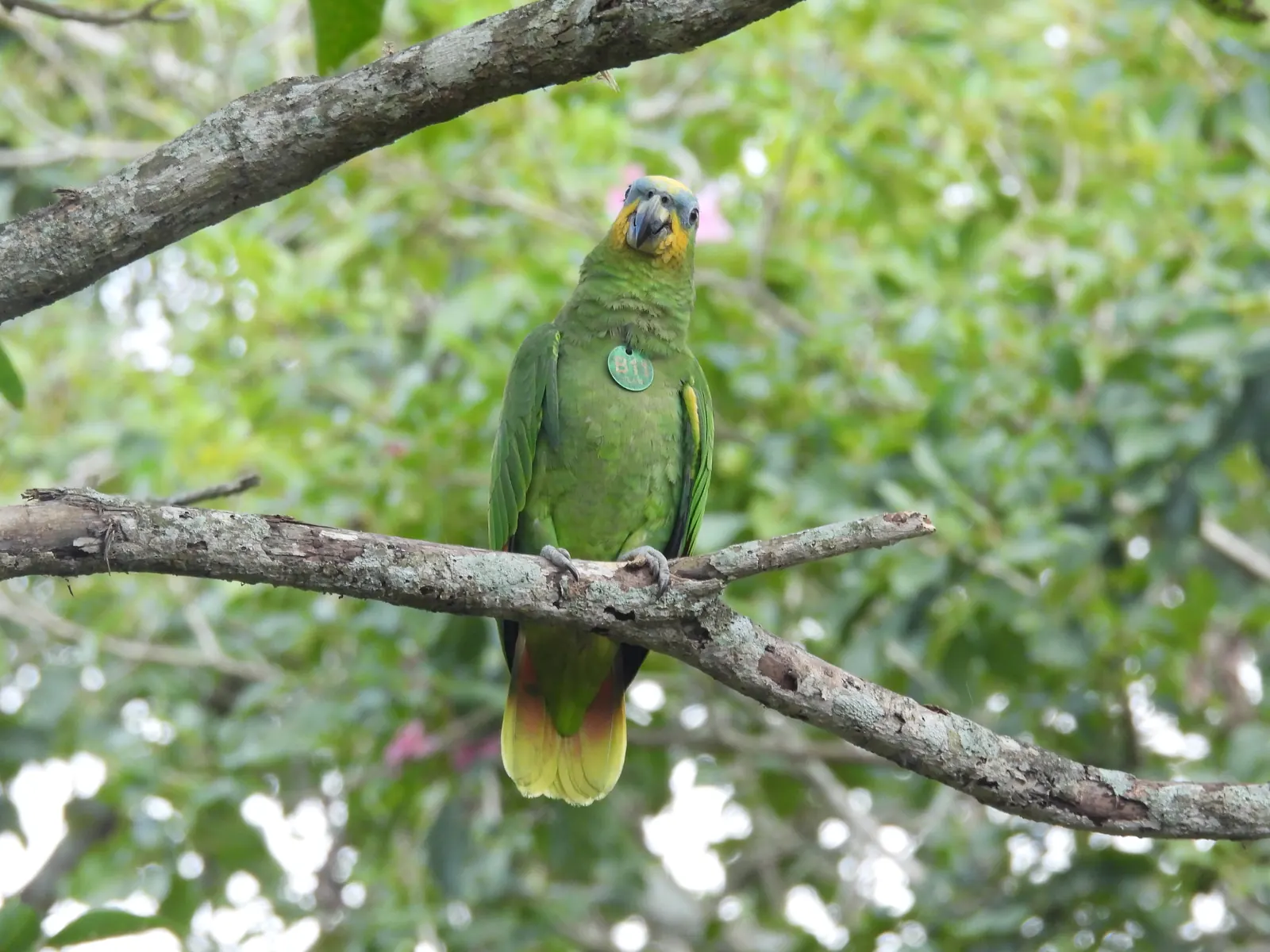 Loro real liberado y marcado posado en una rama del bosque
