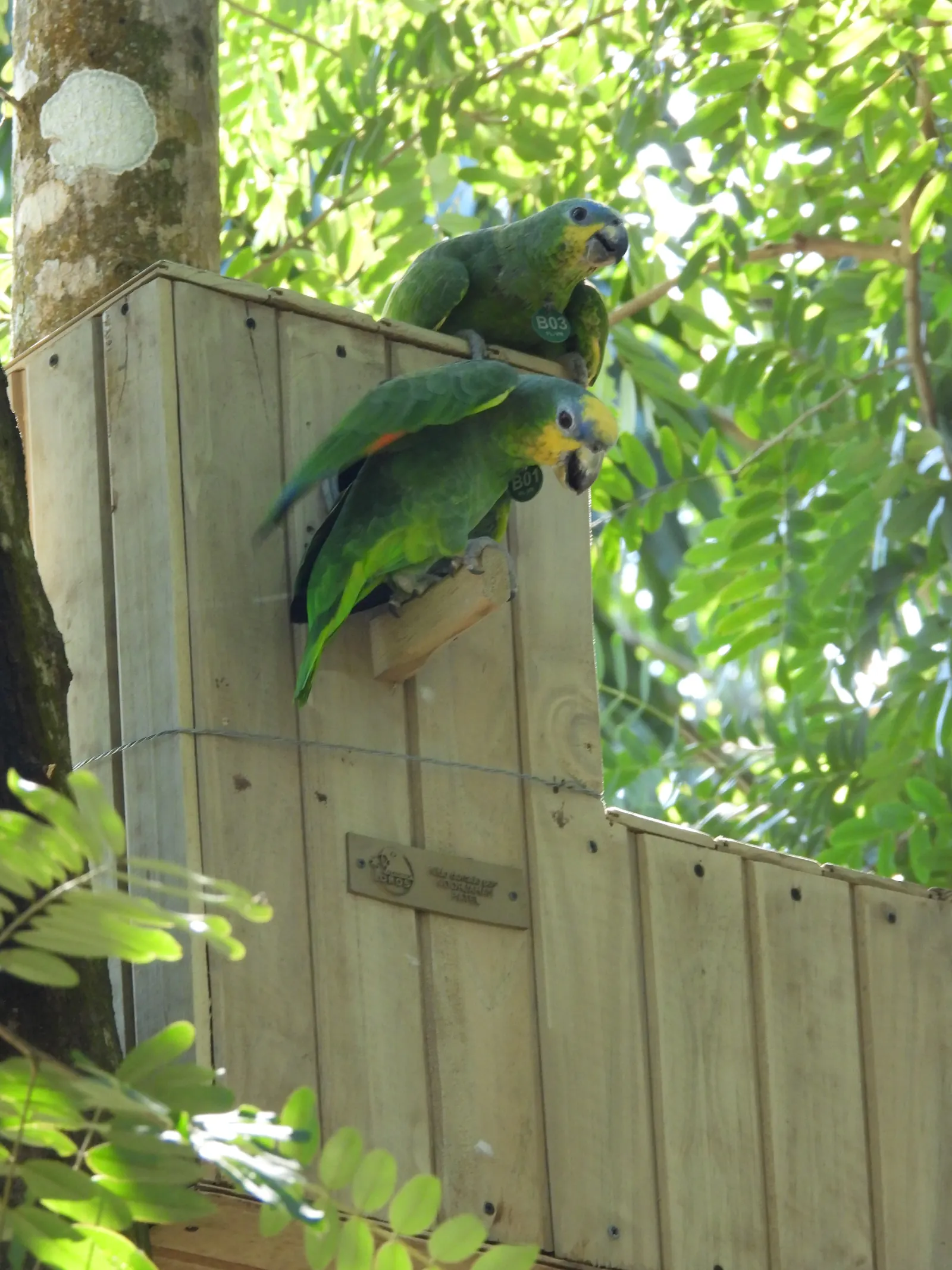 Pareja de loros reales inspeccionando la entrada de su nido artificial