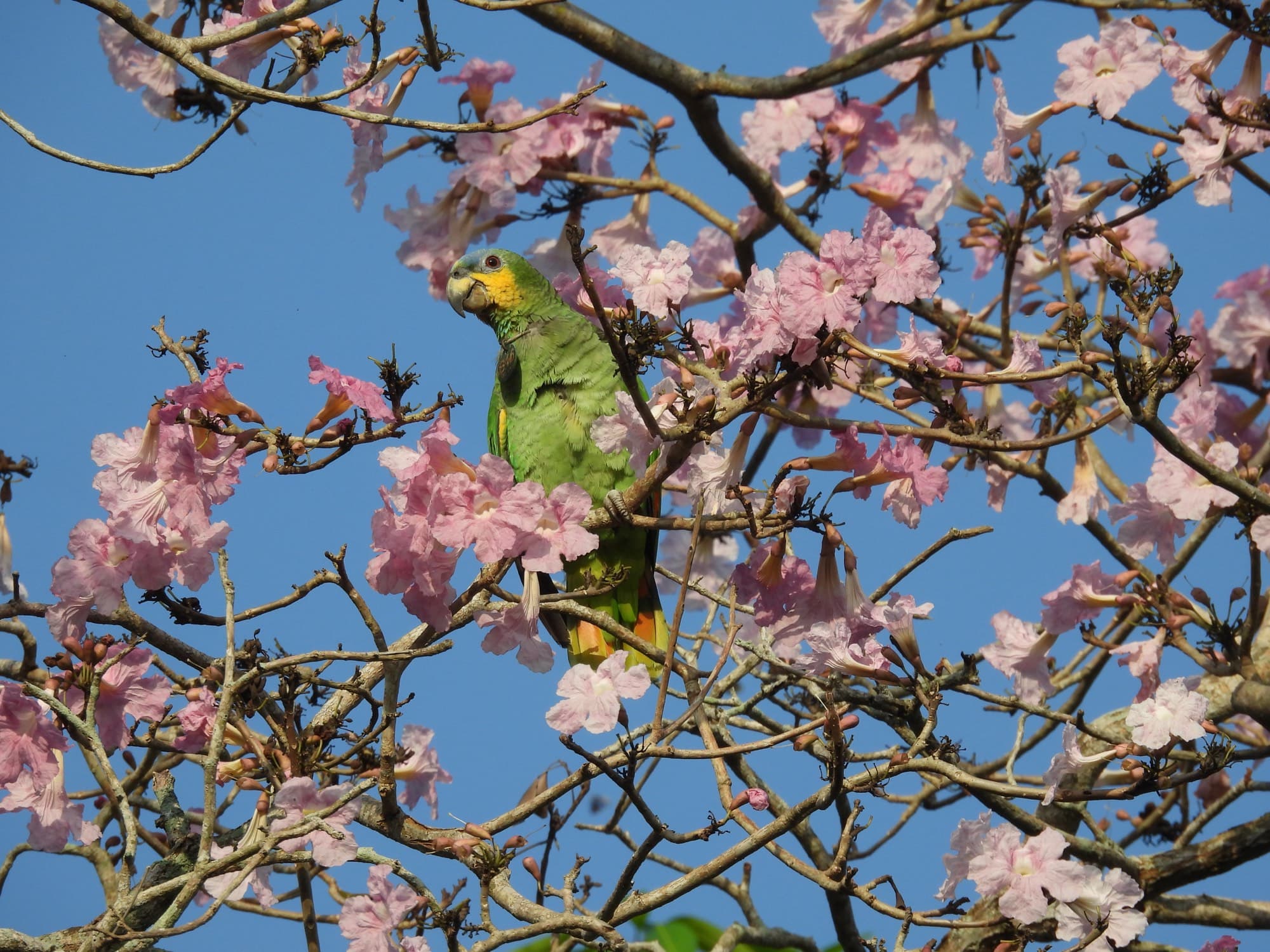 Loro amazónico posado en un guayacán rosado en flor, bajo un cielo azul