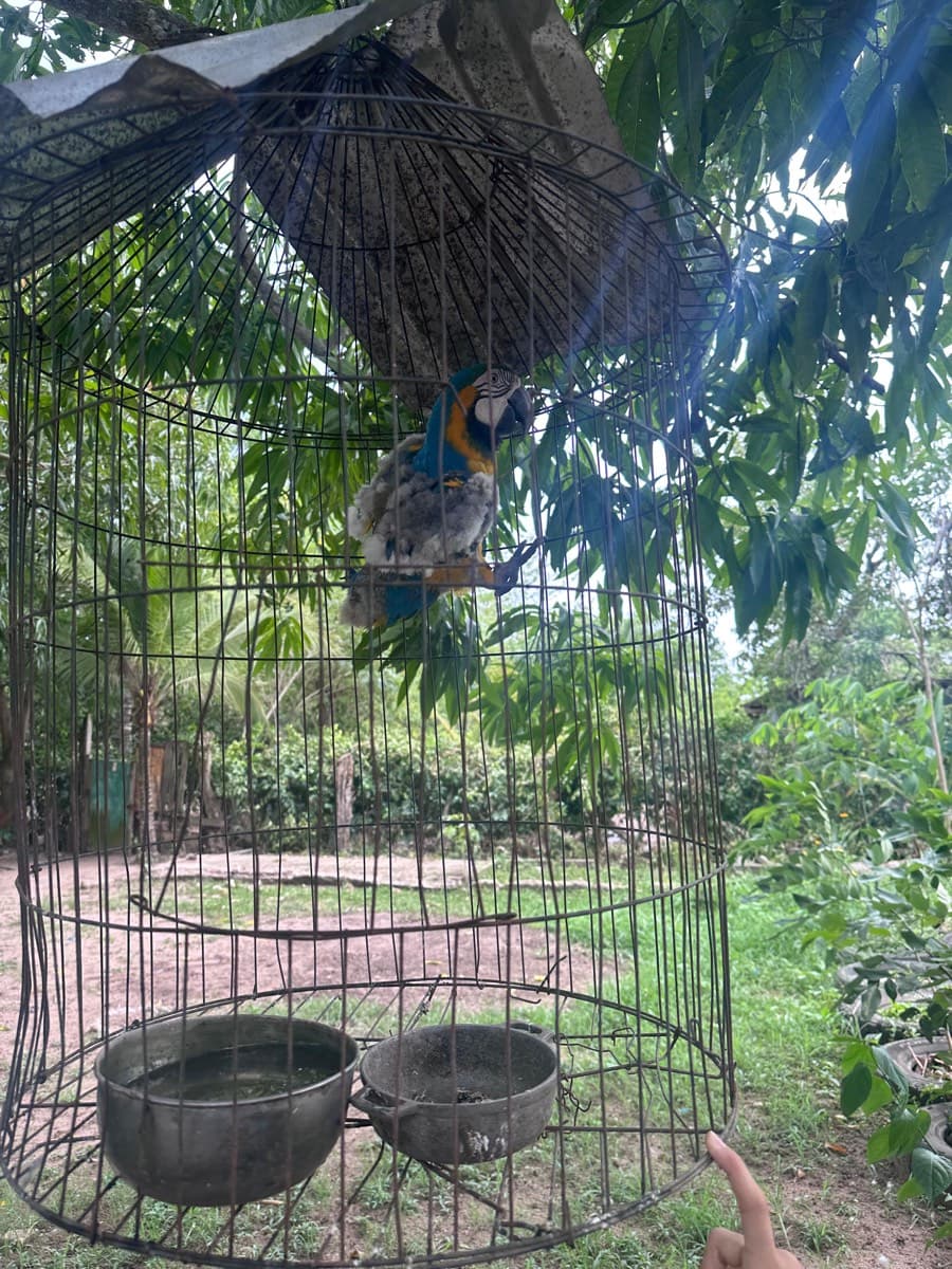 Guacamaya joven encerrada en una jaula metálica