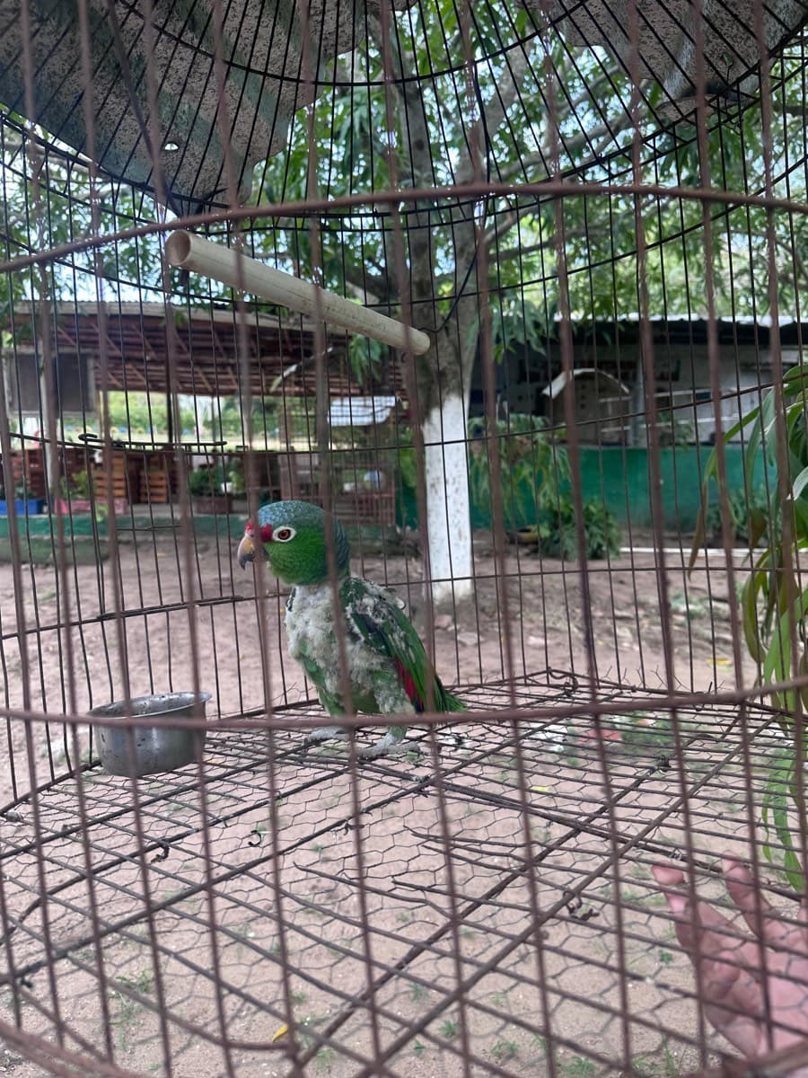 Loro encerrado en una jaula metálica, con el plumaje muy dañado por el cautiverio