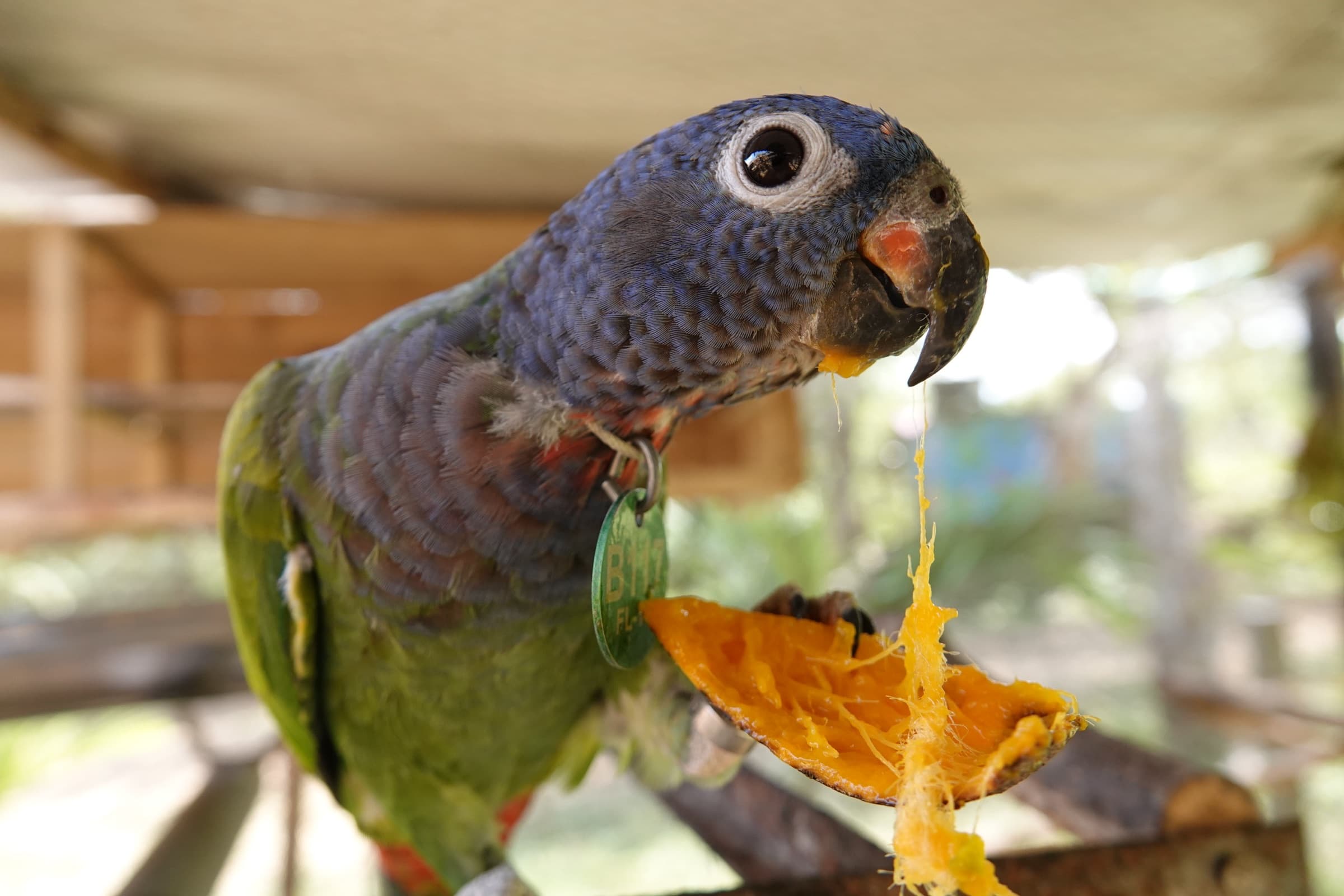 Sesión de alimentación · Una hora con las aves