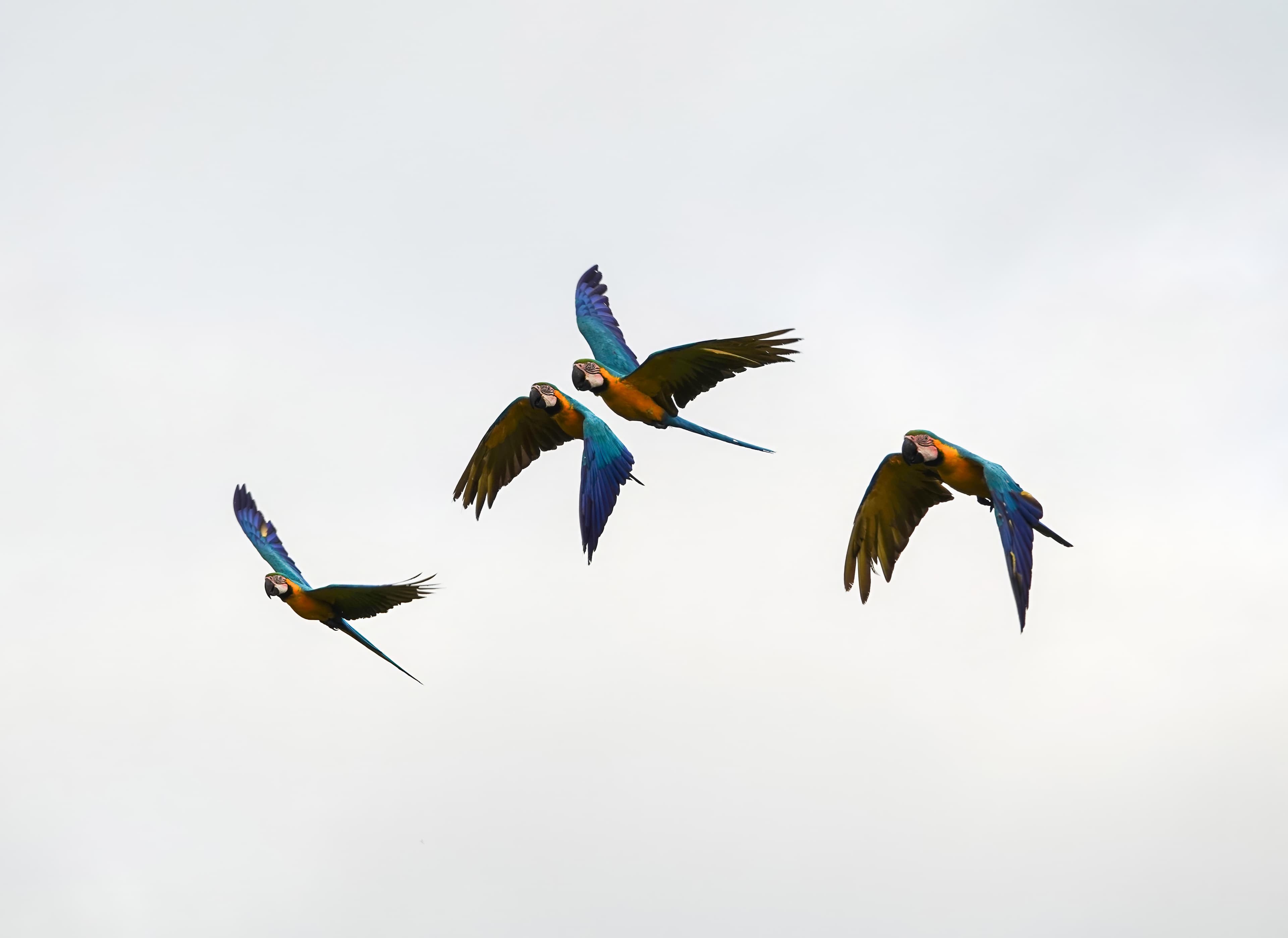 Guacamayos en vuelo libre sobre el bosque seco tropical