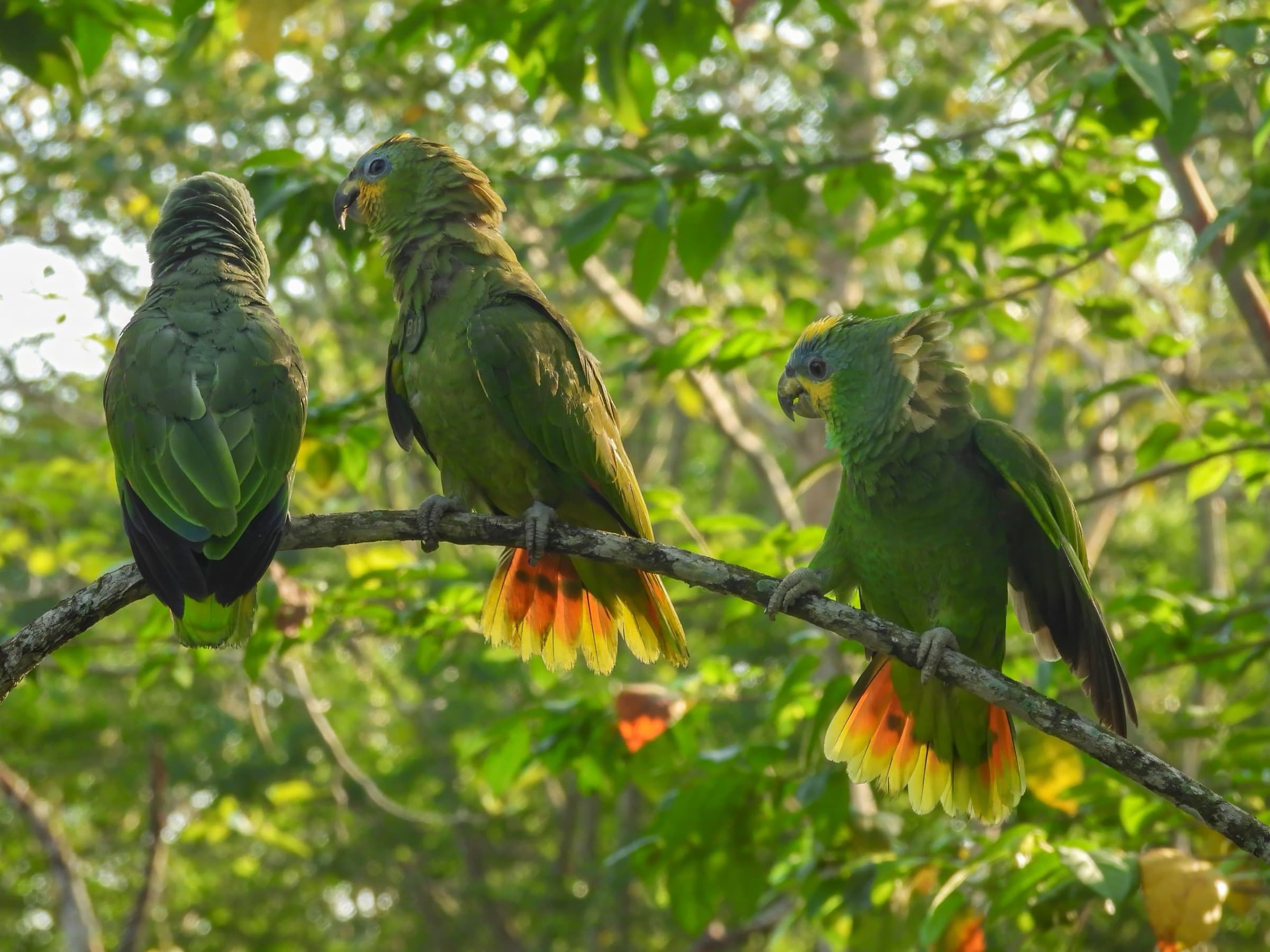Rehabilitated parrots at the sanctuary near Cartagena