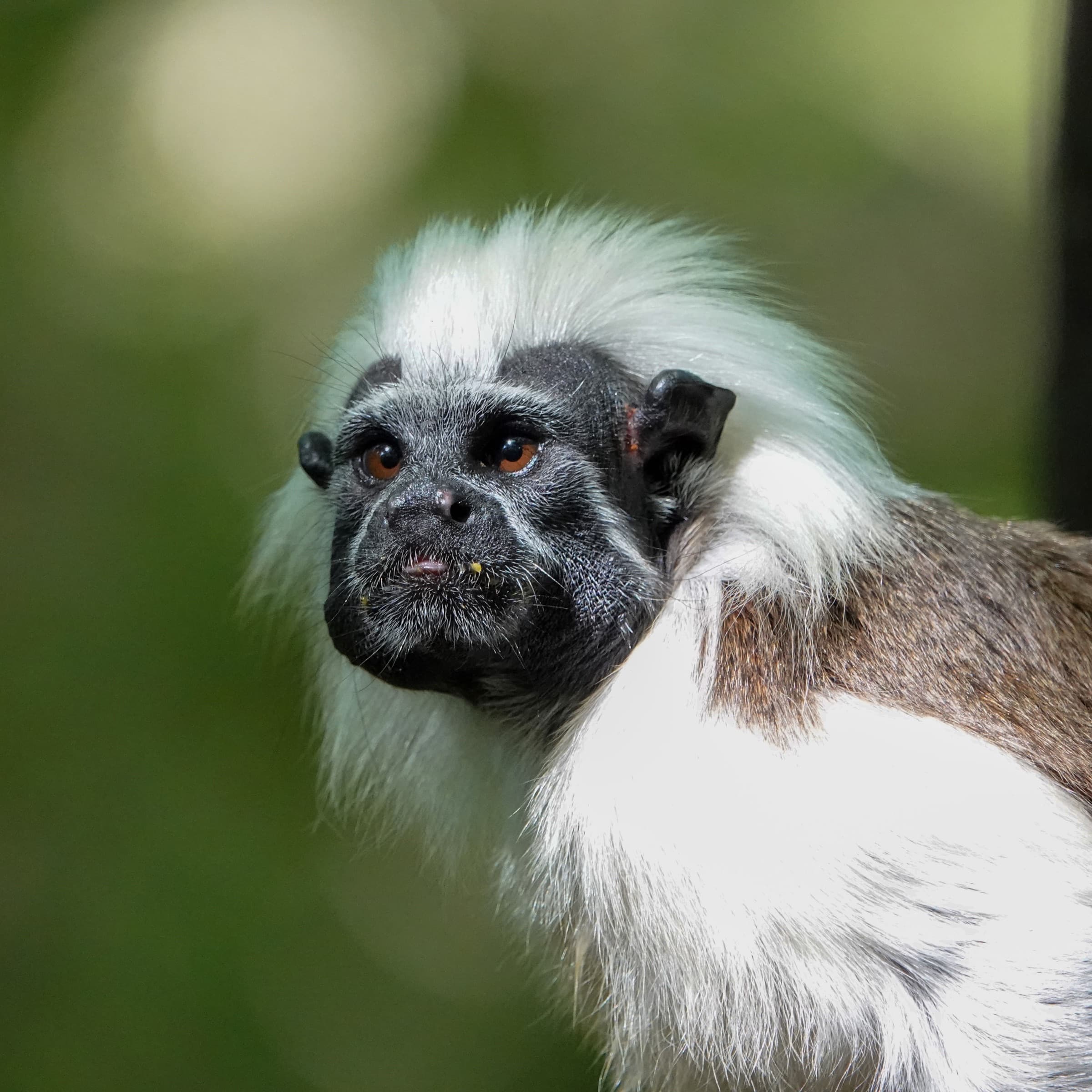 Critically endangered cotton-top tamarin in the tropical dry forest