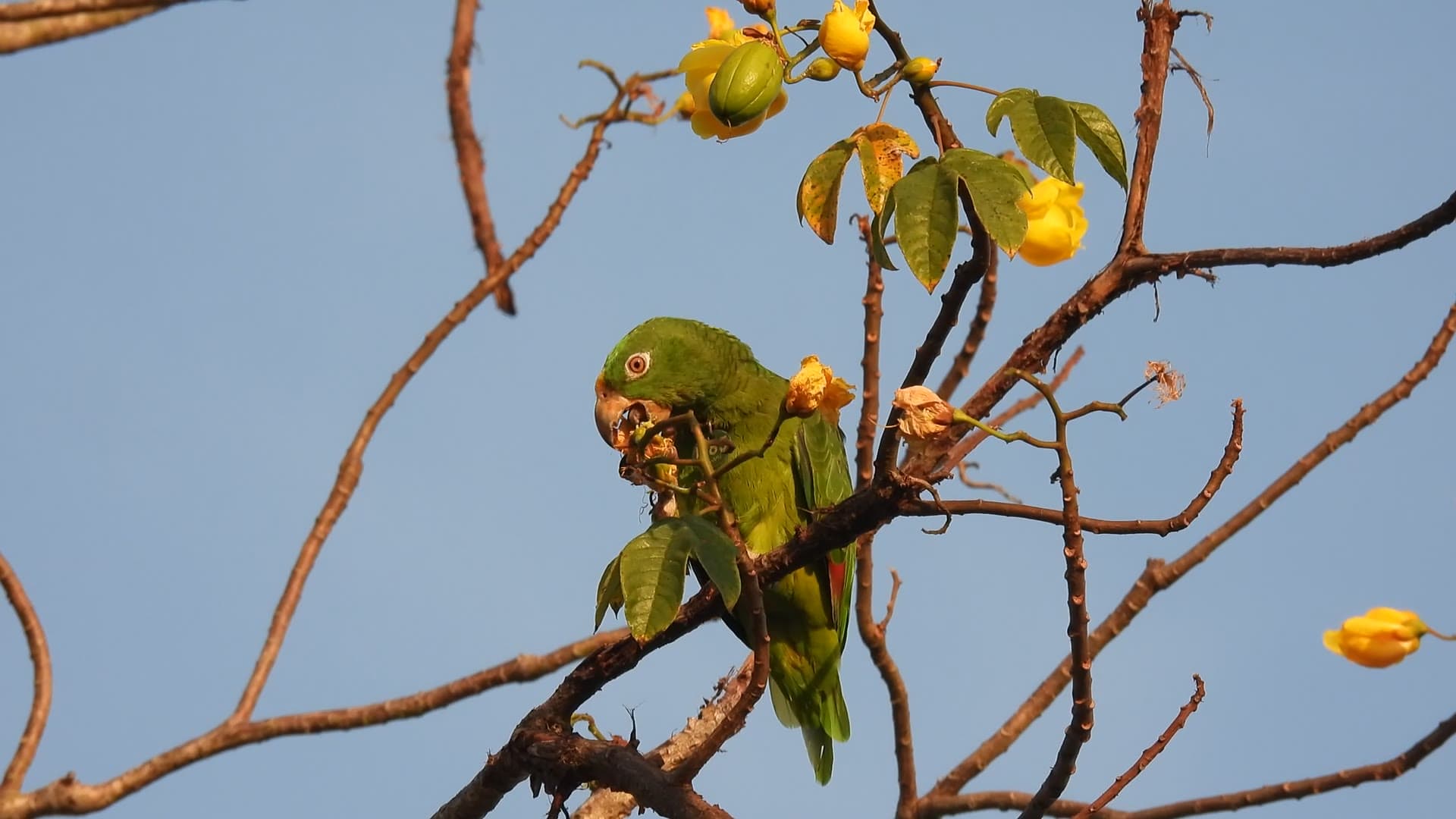 Loro frentiamarillo comiendo flores de papayote en el bosque seco