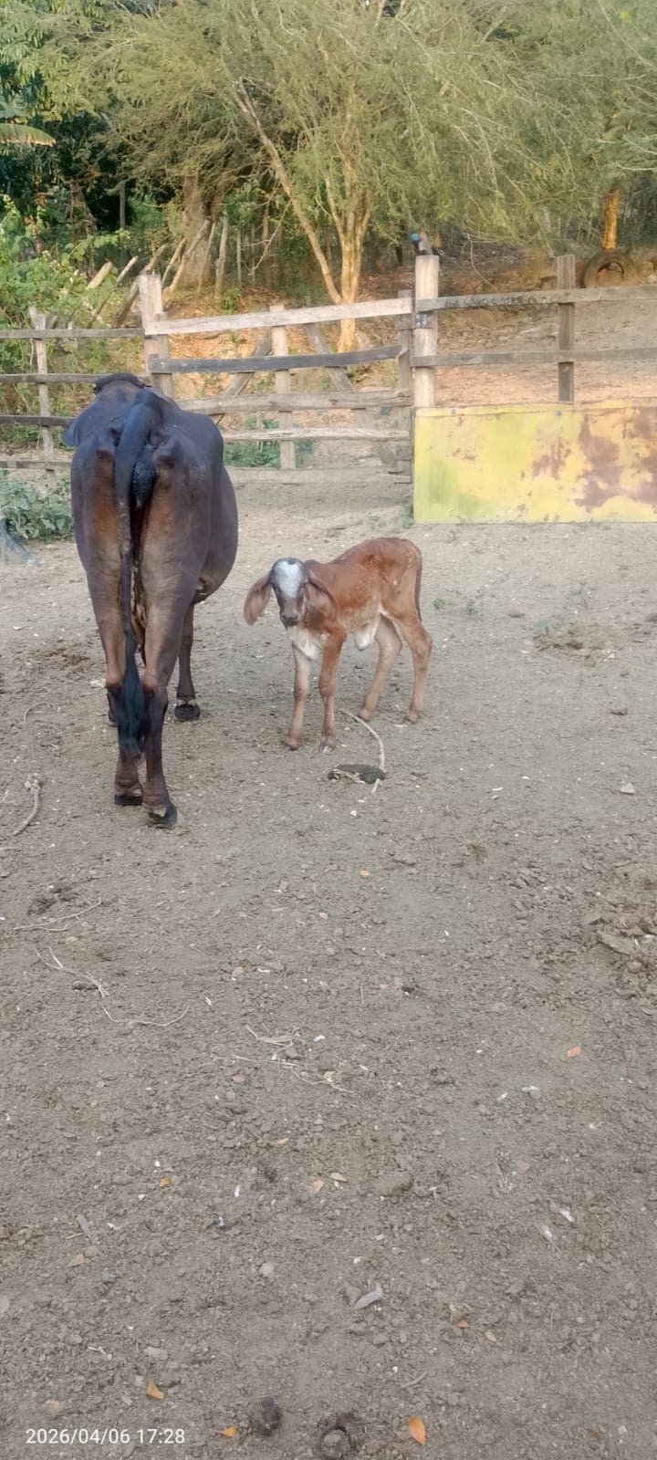 A Calf's First Day at Vista Hermosa