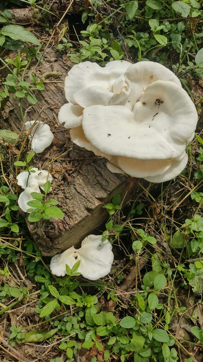 White Flowers on the Forgotten Log