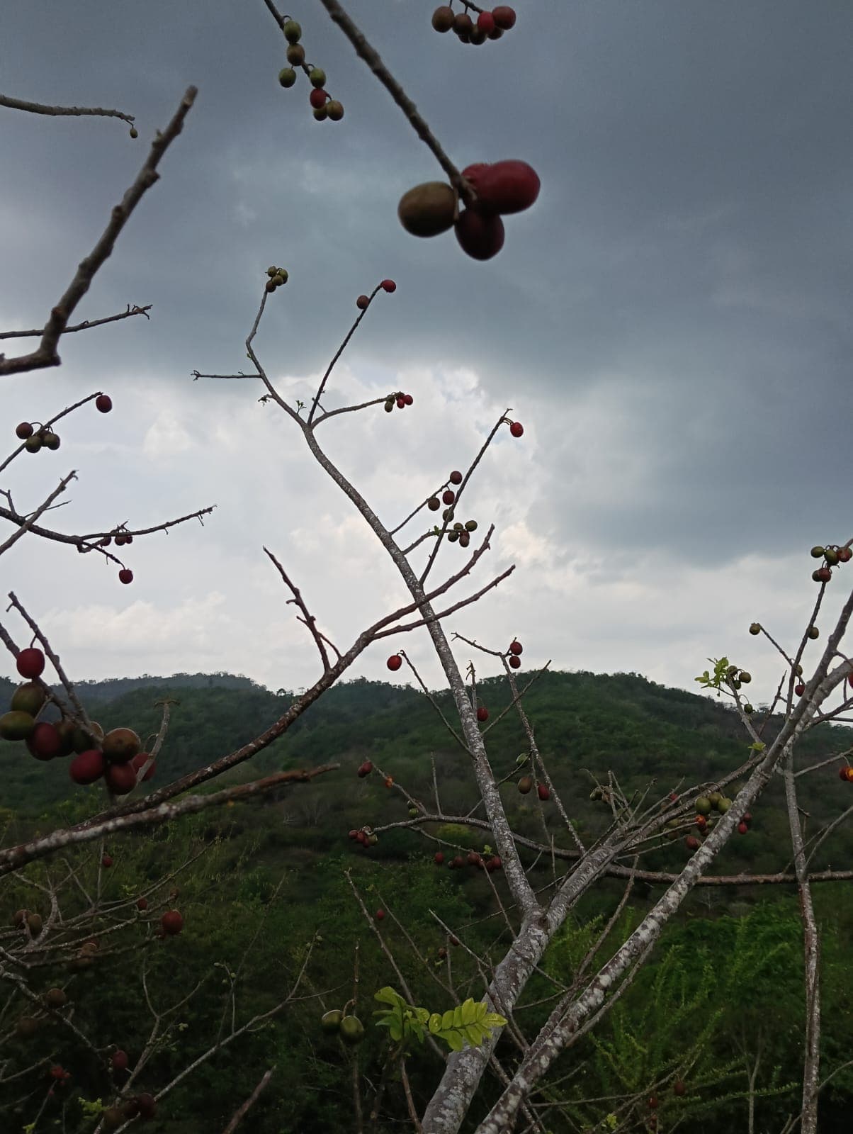 Carlos y Alberto, la fruta y el calendario del monte · 2