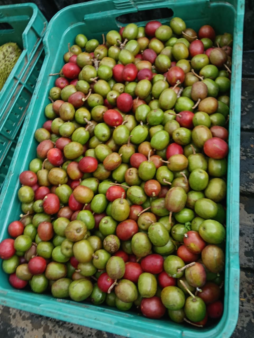 Carlos y Alberto, la fruta y el calendario del monte · 3