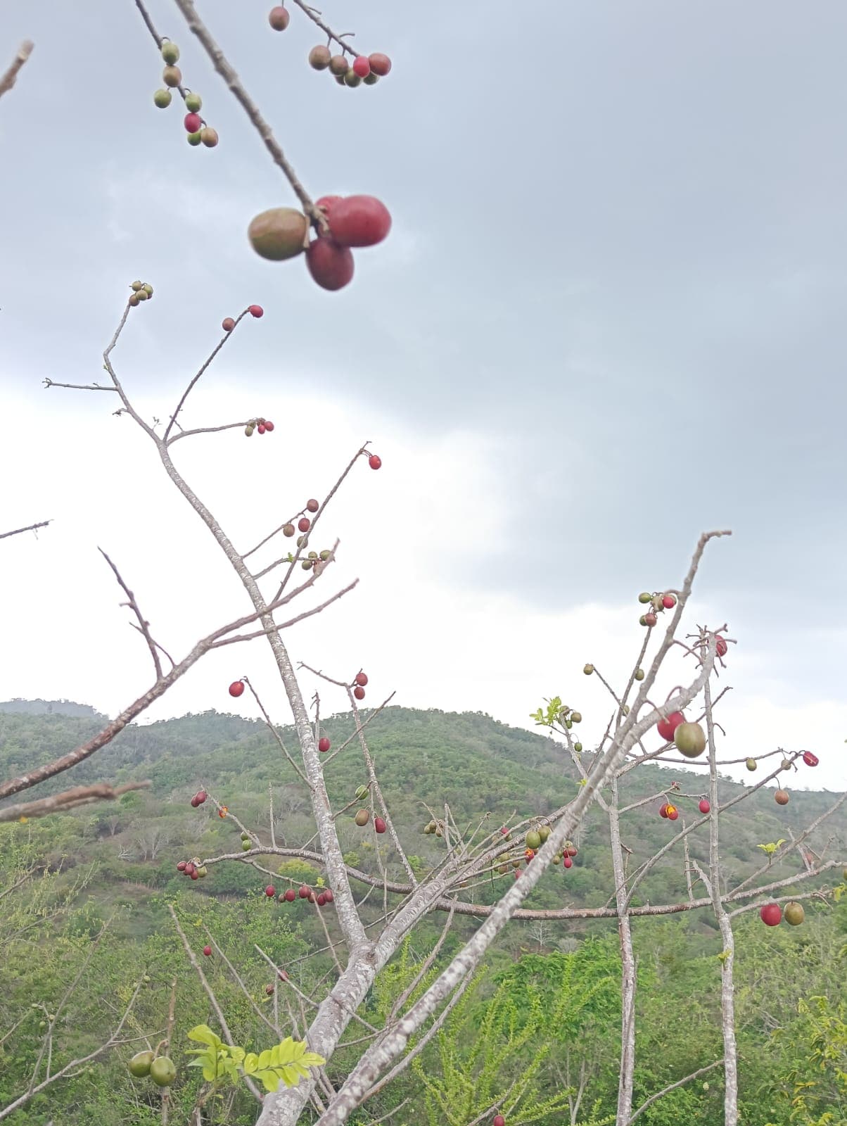 Carlos y Alberto, la fruta y el calendario del monte · 4