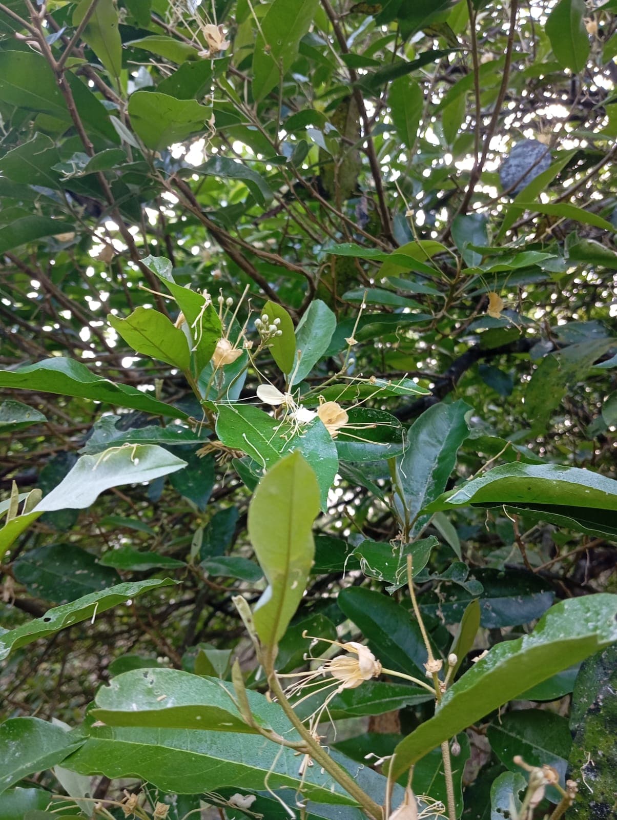 The Parrot Between the Mango and the Mamoncillo · 12