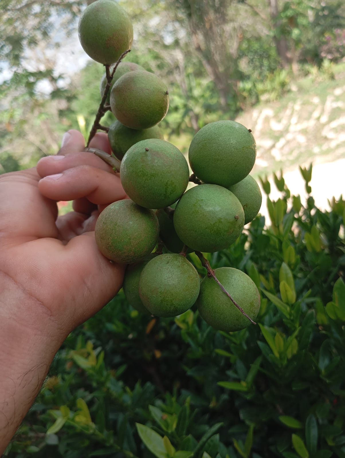 The Parrot Between the Mango and the Mamoncillo · 21