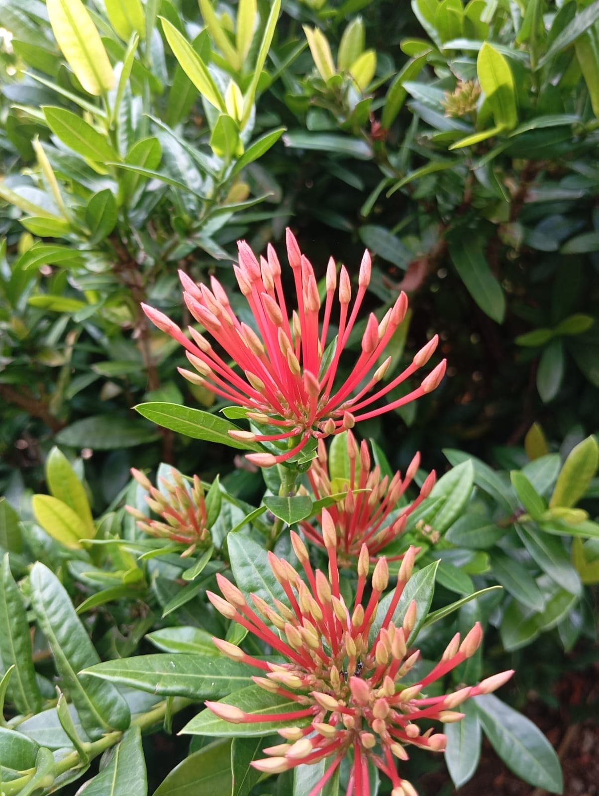 The Parrot Between the Mango and the Mamoncillo · 23