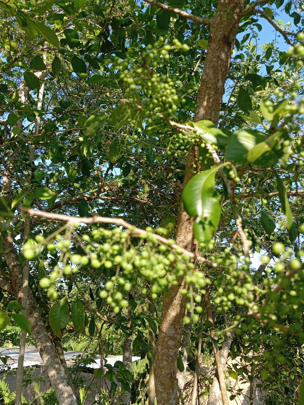 The Parrot Between the Mango and the Mamoncillo · 31