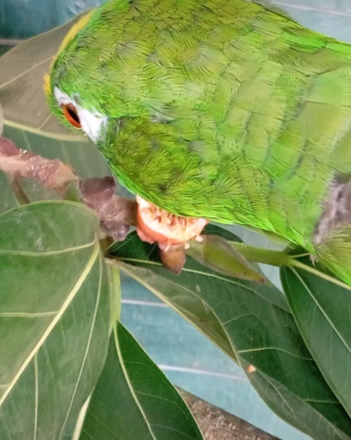 The Parrot Between the Mango and the Mamoncillo · 46