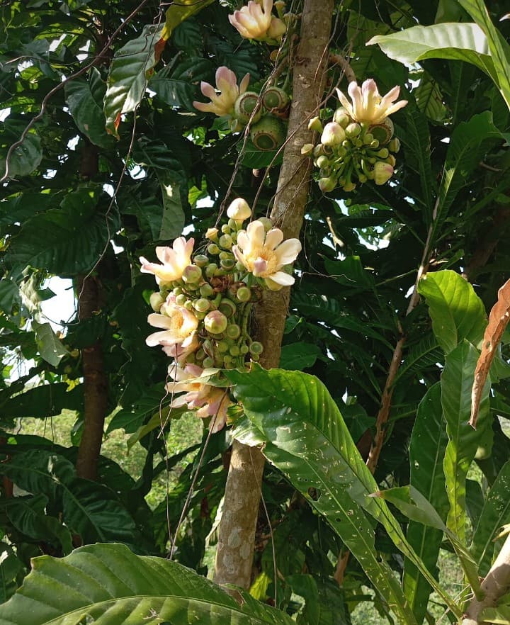 The Parrot Between the Mango and the Mamoncillo · 51