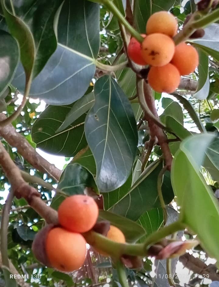 The Parrot Between the Mango and the Mamoncillo · 52