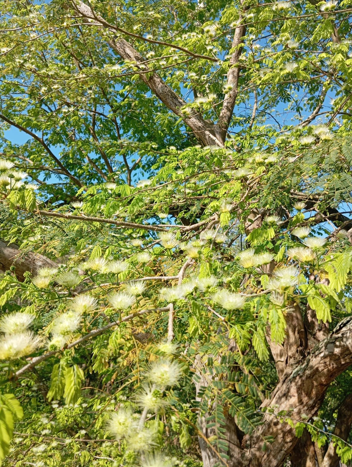 The Parrot Between the Mango and the Mamoncillo · 7