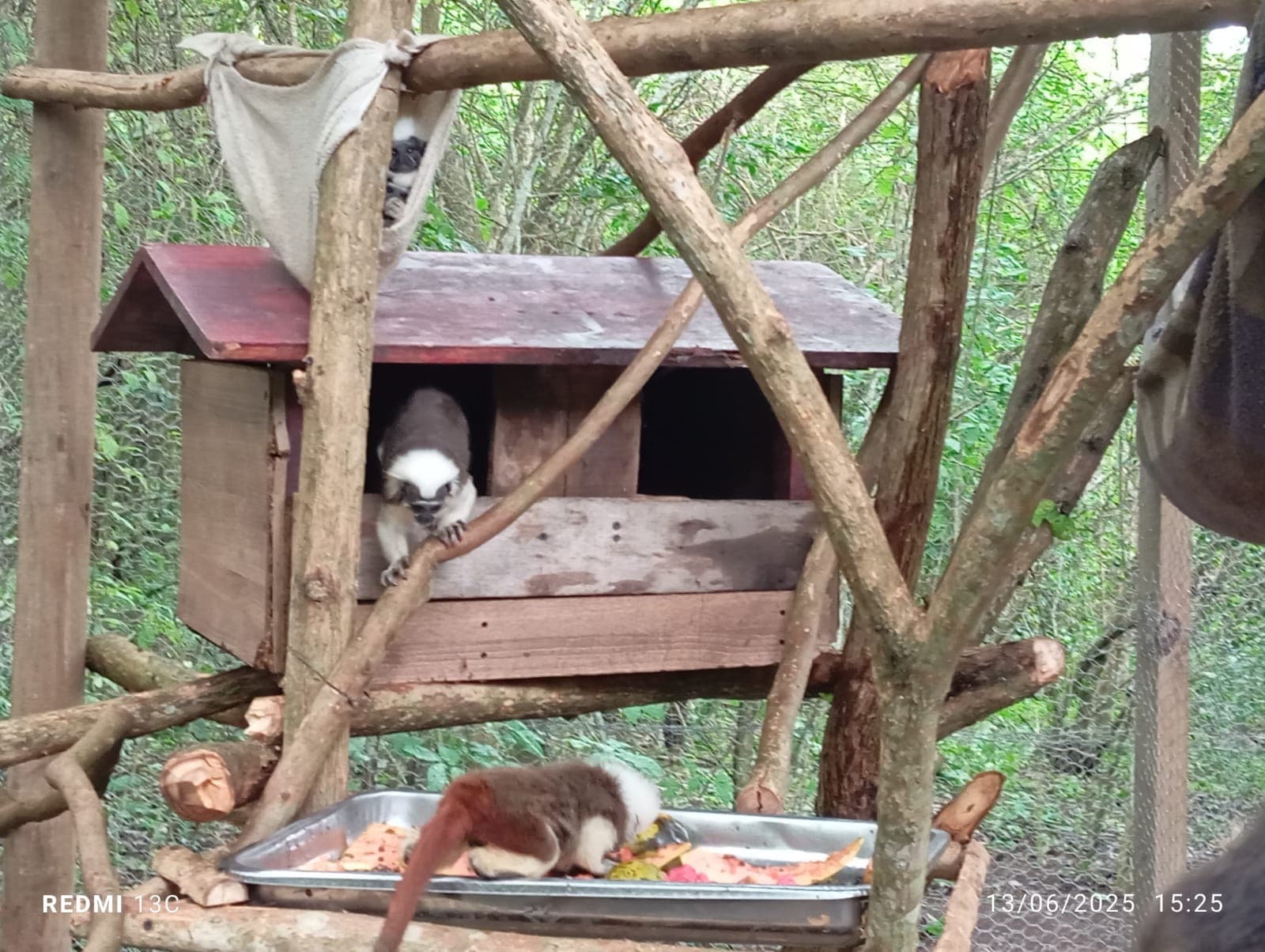 Frutas, flores y una jaula nueva en la reserva · 15