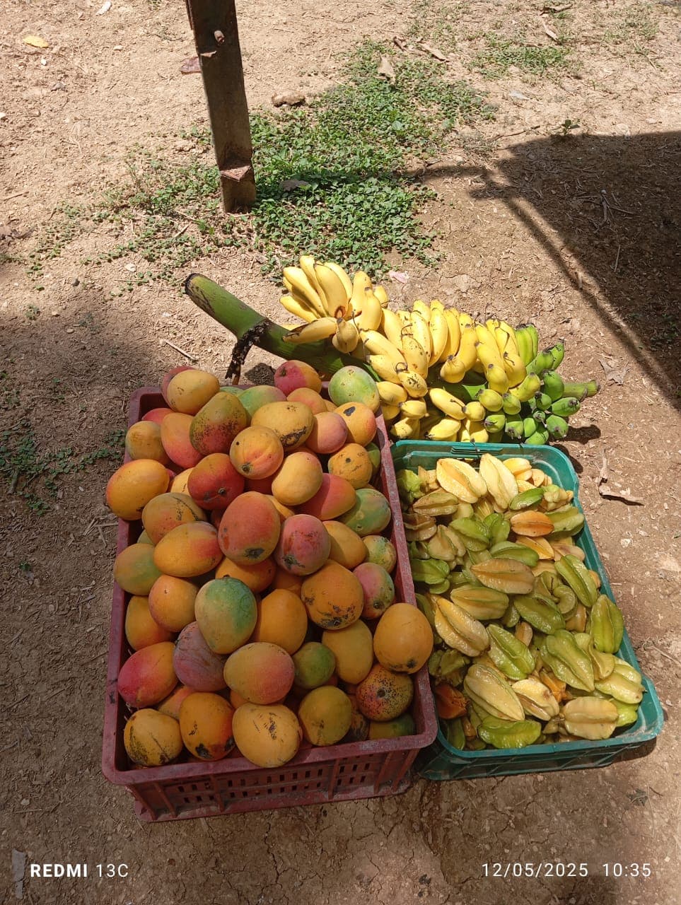 Frutas, flores y una jaula nueva en la reserva · 9