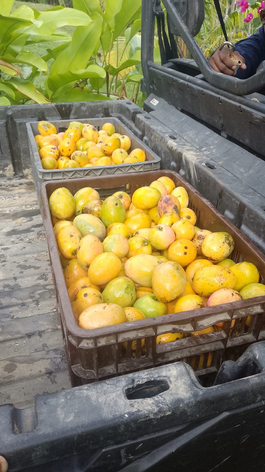 Two Baskets of Joy for El Paraíso