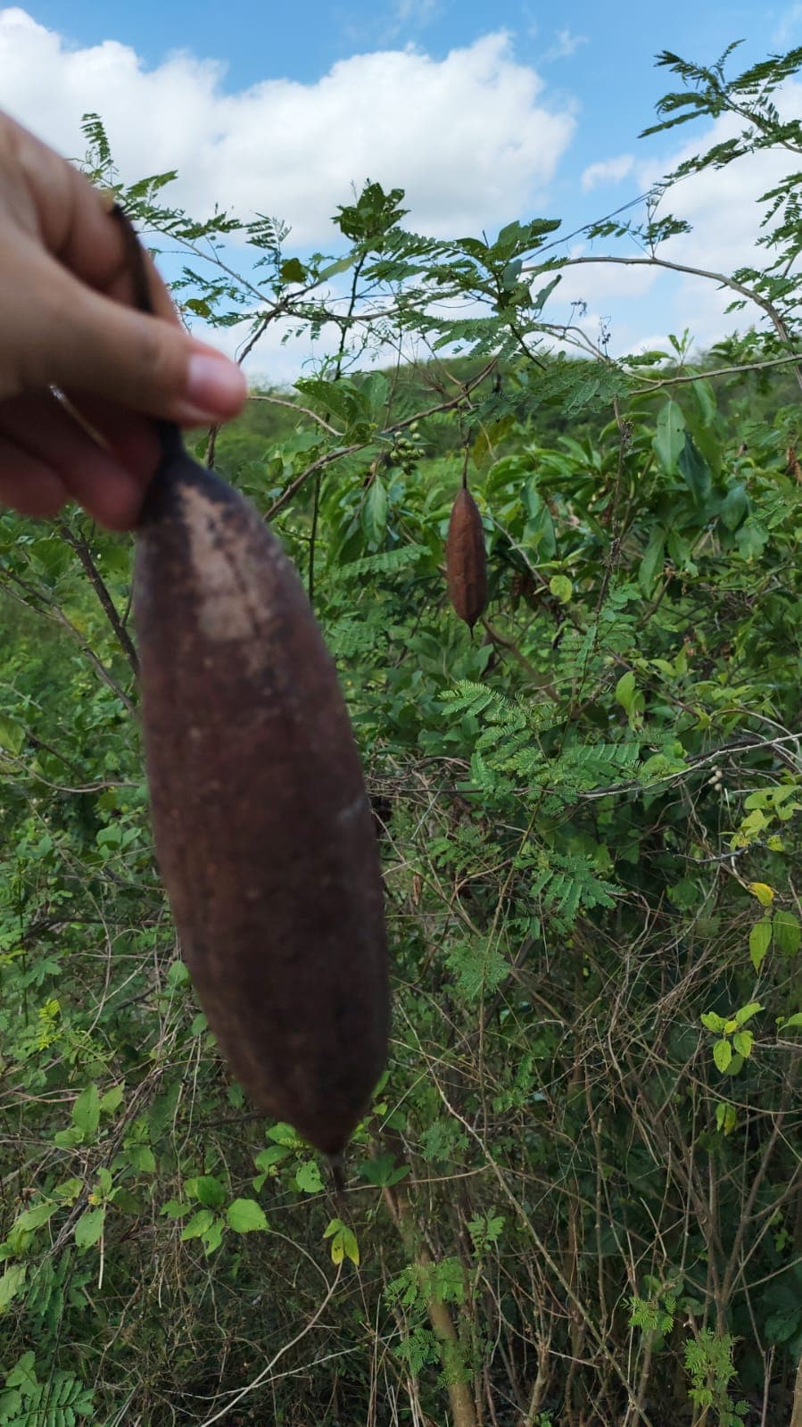 The loofah pods return to la Posa
