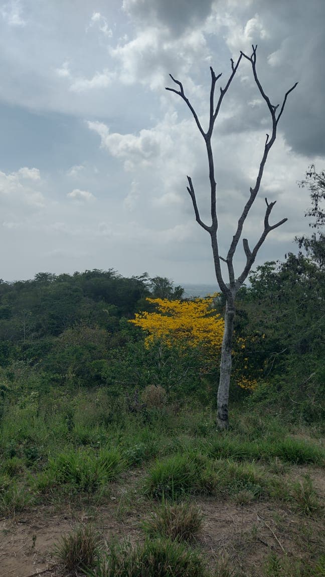 The Guayacán That Blooms Alone