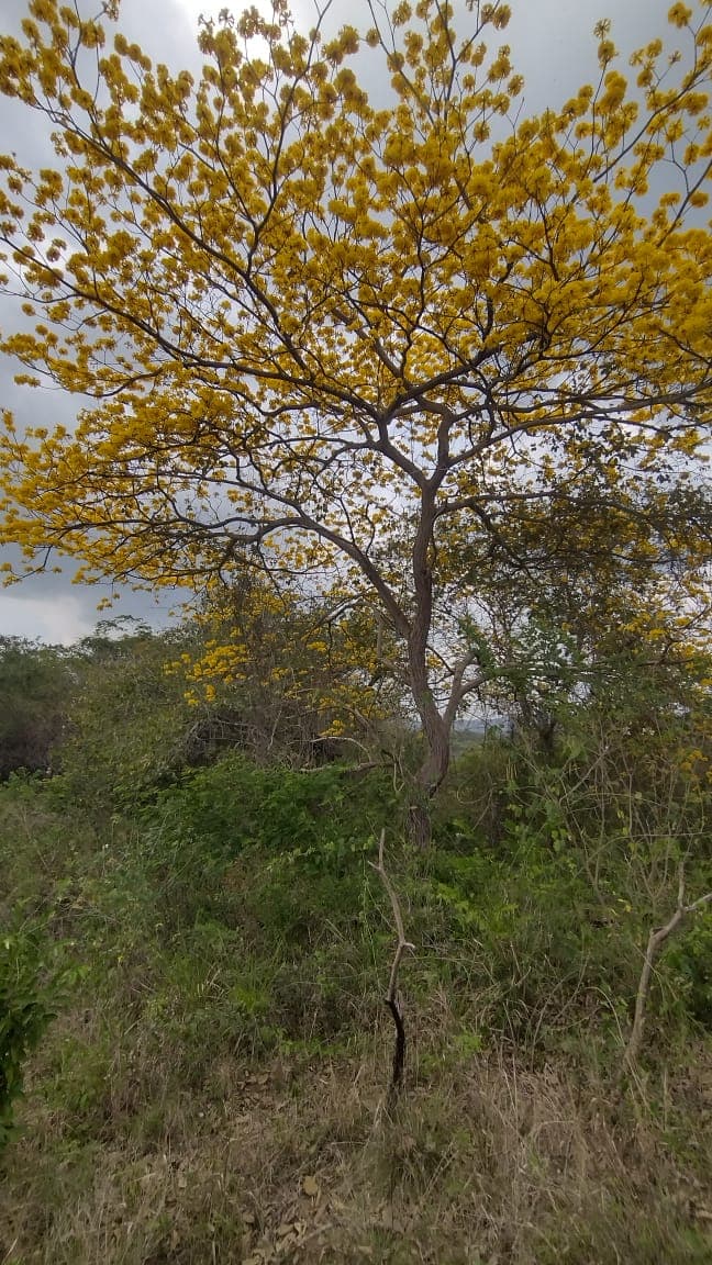 The Guayacán That Blooms Alone · 2