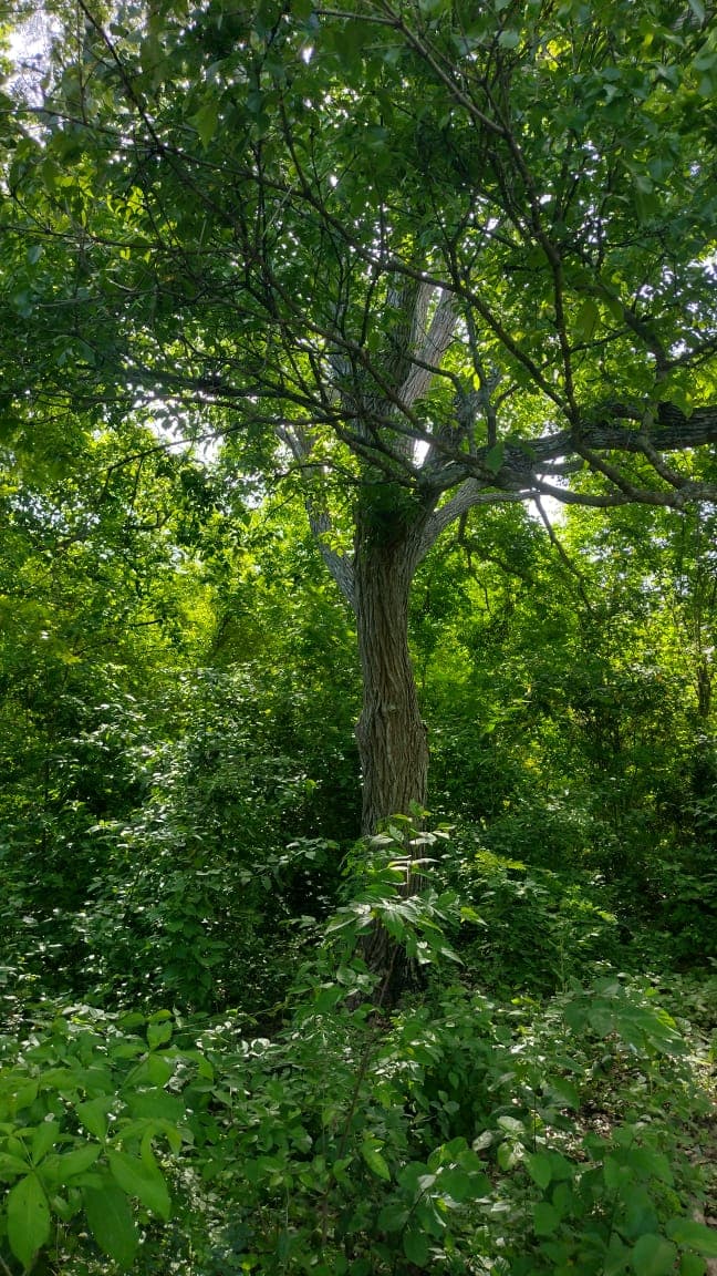 Titíes Among Green Mangoes in the Piedemonte