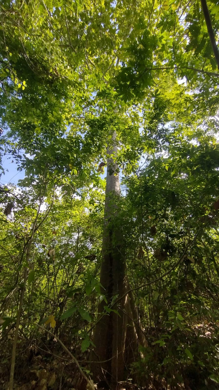 Titíes Among Green Mangoes in the Piedemonte · 2