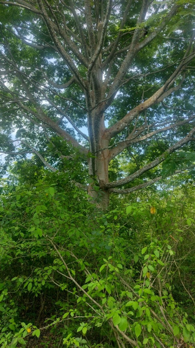 A Lone Tree at the Foothill