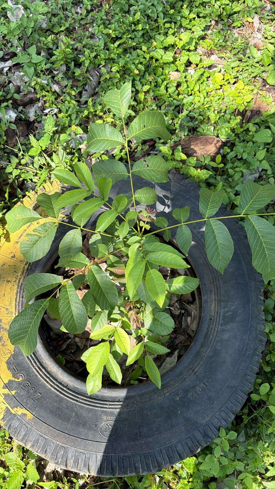 An Argentine Walnut in Caribbean Rubber