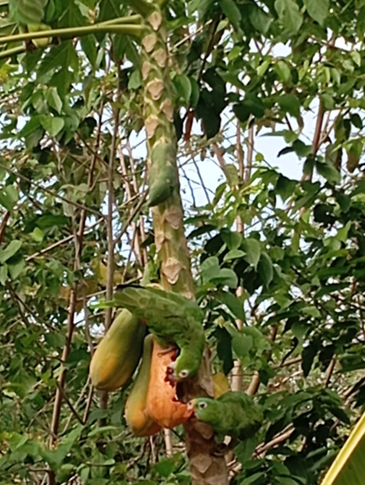 Sombrerito and the Ripe Papayas of the Aviary