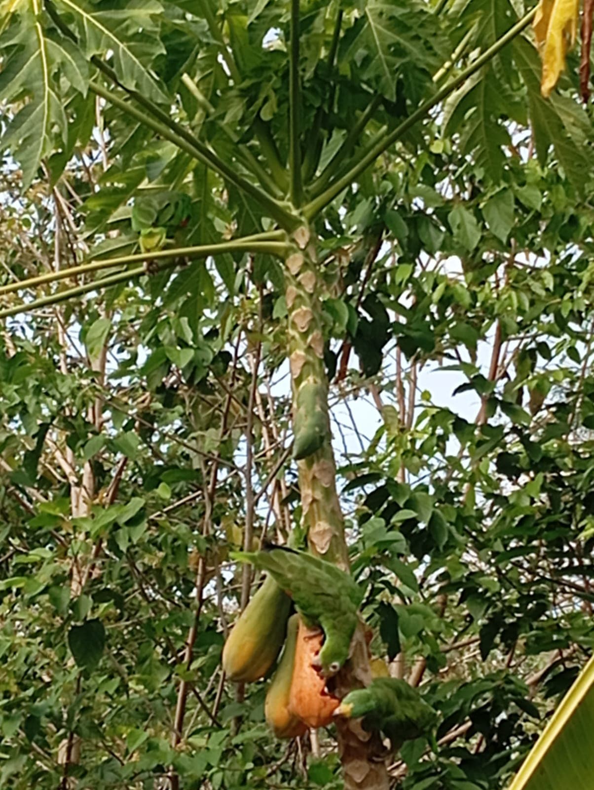 Sombrerito y las papayas maduras del aviario · 2