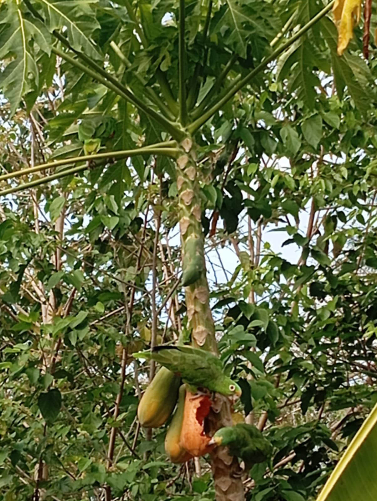 Sombrerito y las papayas maduras del aviario · 3