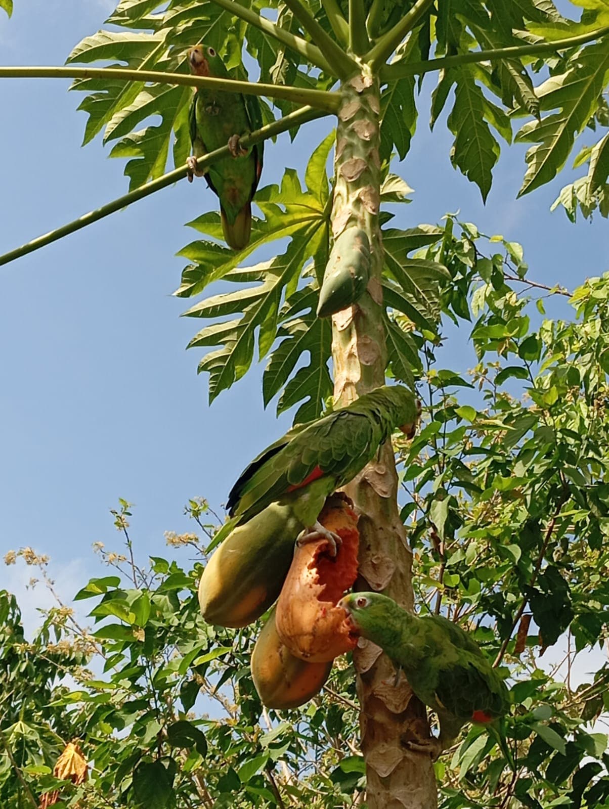 Sombrerito y las papayas maduras del aviario · 4