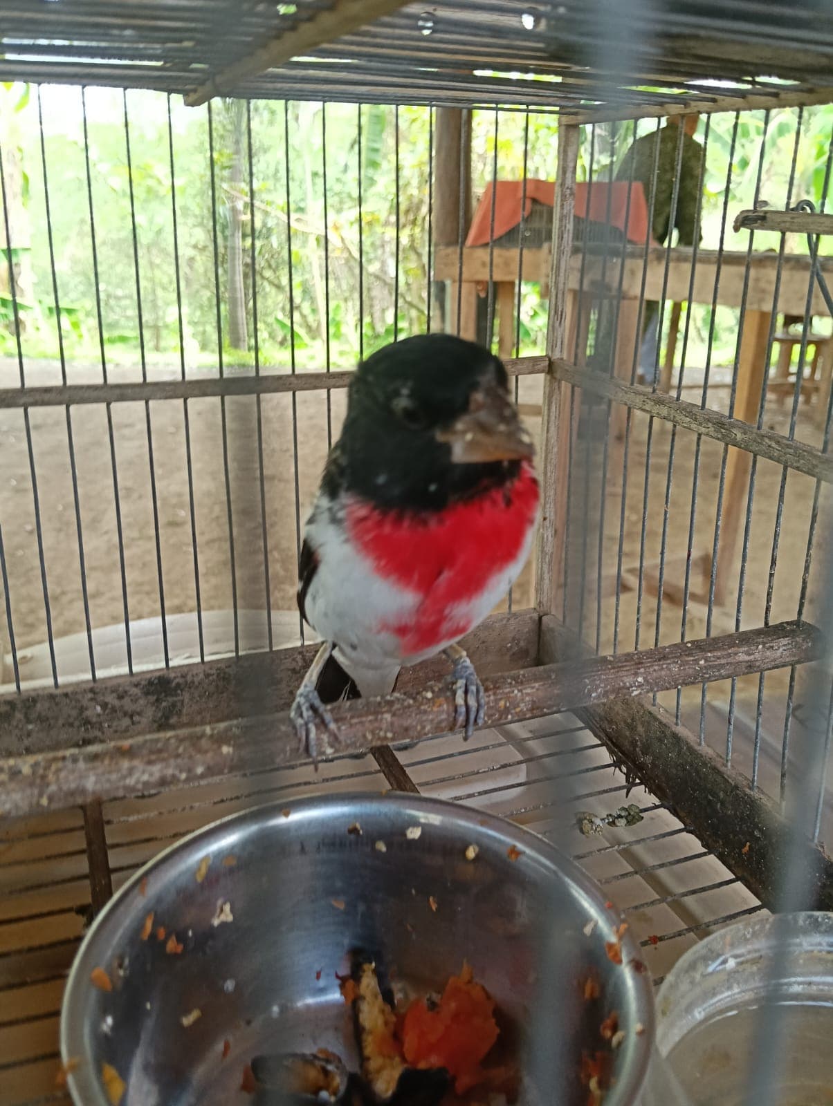 Nine Species, One Hurried Afternoon