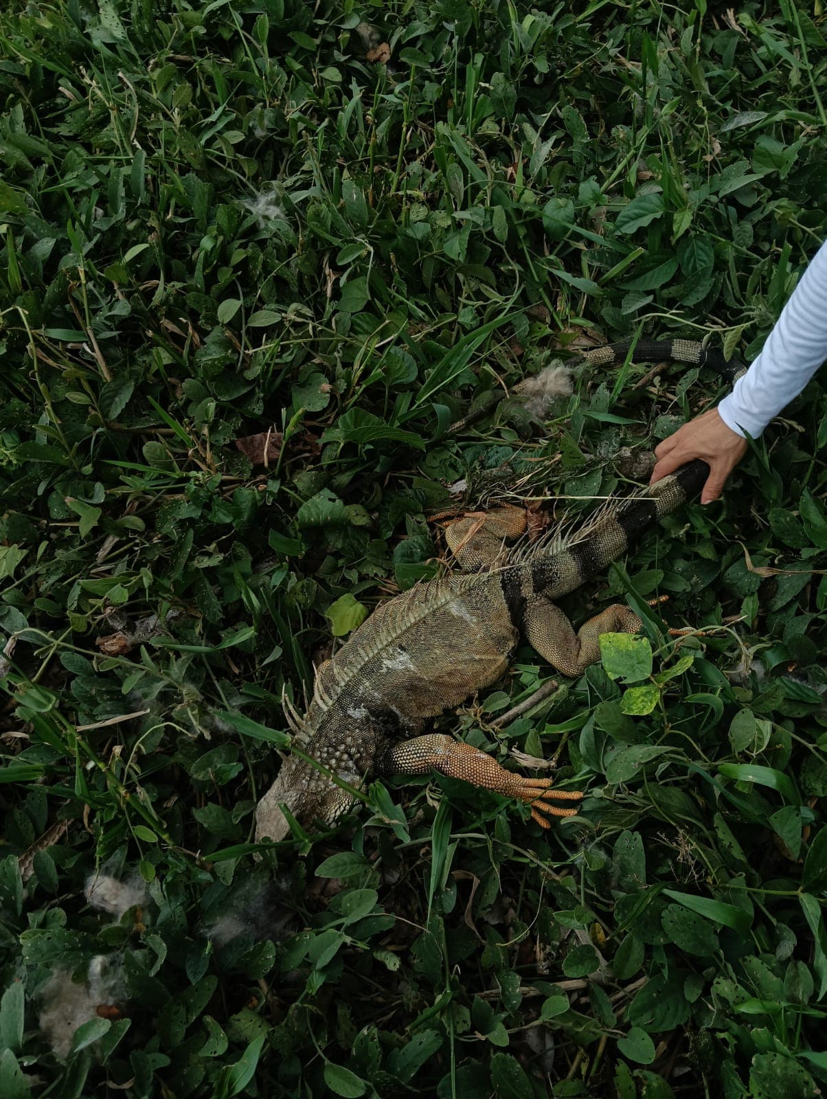Nueve especies, una tarde apresurada · 4