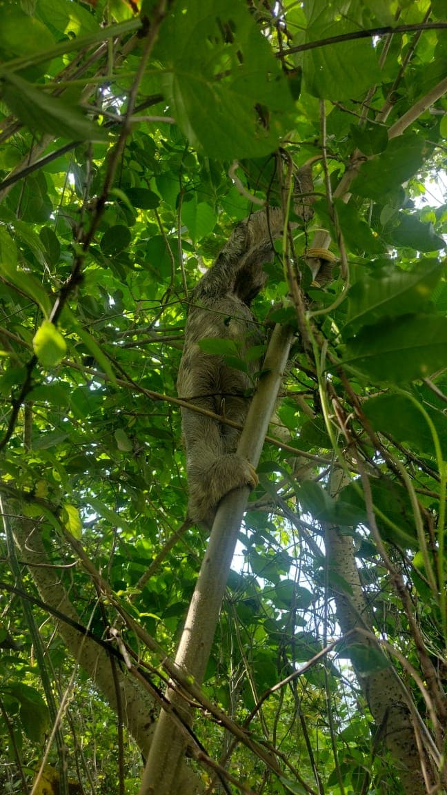 Gustavo, Rafael, and the Sloth on the Road