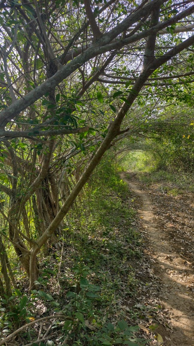 The gallineta and the tunnel of leaves